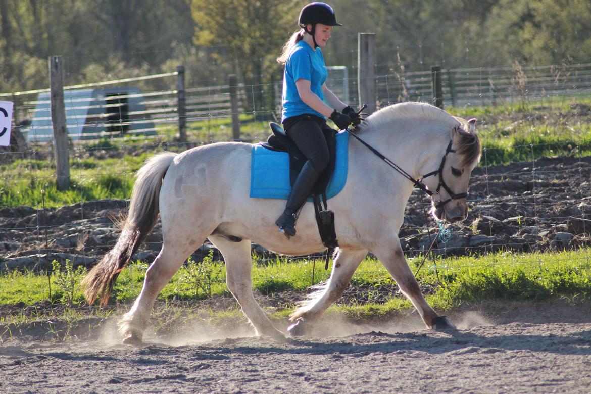Fjordhest HESSELBERGS HELIOS - dressur undervisning billede 19