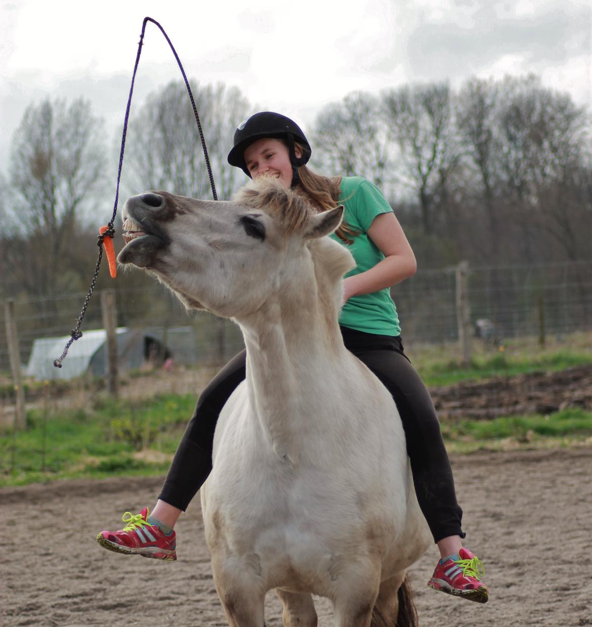 Fjordhest HESSELBERGS HELIOS billede 16