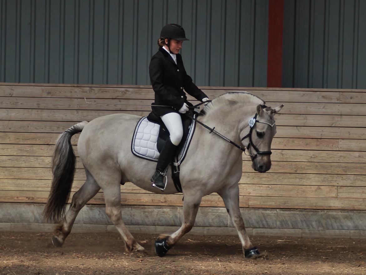 Fjordhest HESSELBERGS HELIOS - dressurstævne på ARK  billede 18