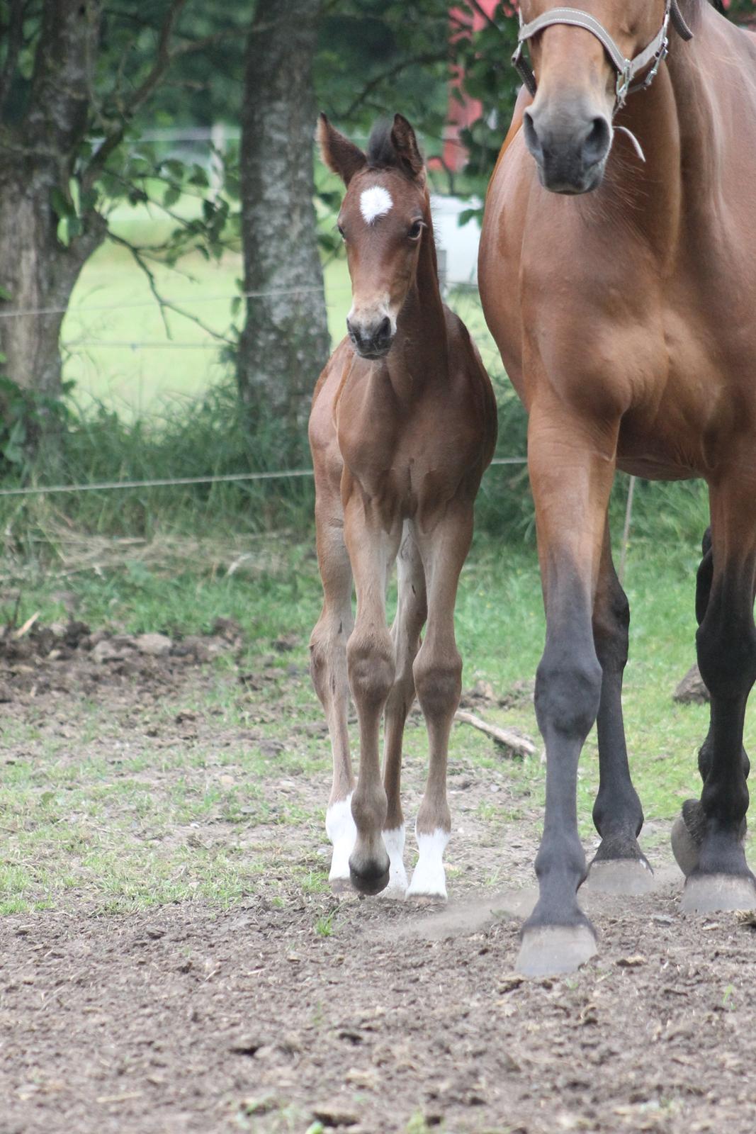 Dansk Varmblod Grangårdens Limbo Zweet billede 5