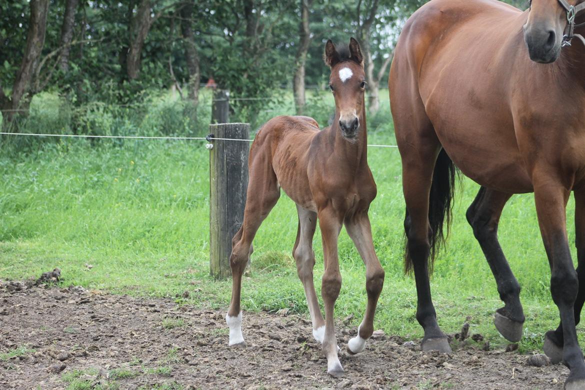 Dansk Varmblod Grangårdens Limbo Zweet billede 6