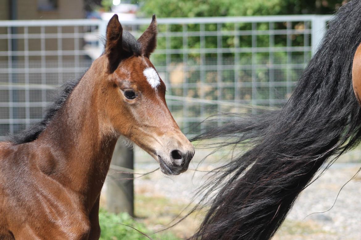 Dansk Varmblod Grangårdens Limbo Zweet billede 8
