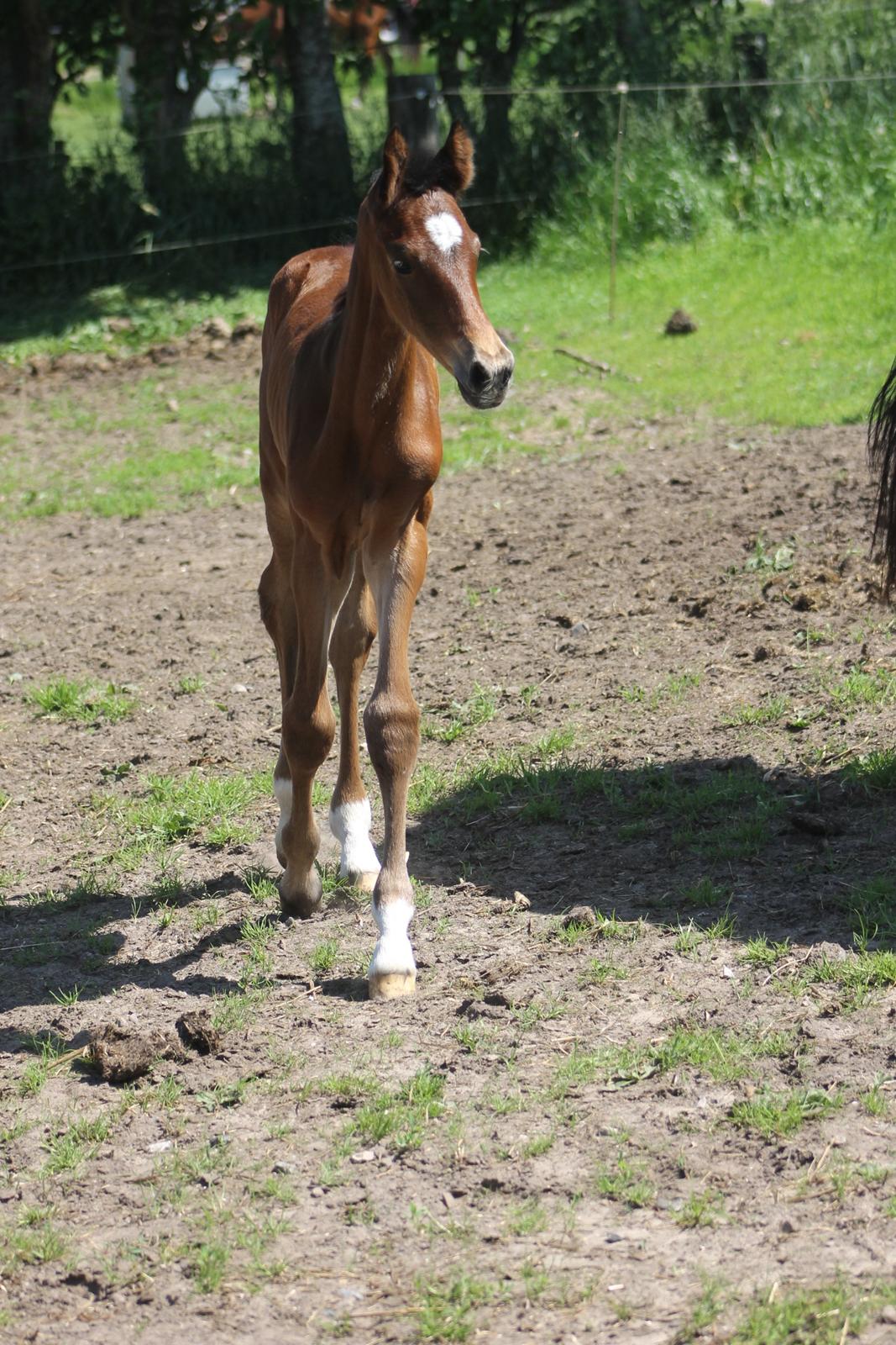 Dansk Varmblod Grangårdens Limbo Zweet billede 9