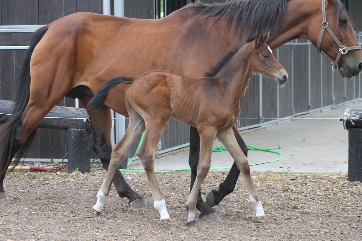 Dansk Varmblod Grangårdens Limbo Zweet billede 10