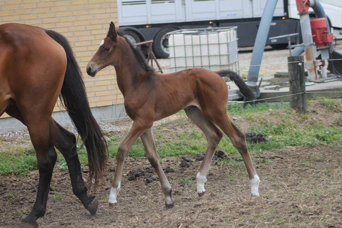 Dansk Varmblod Grangårdens Limbo Zweet billede 11