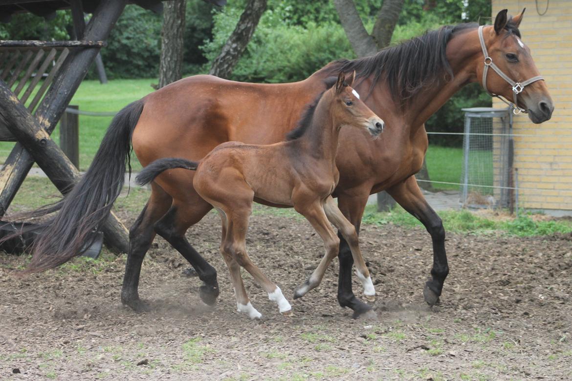 Dansk Varmblod Grangårdens Limbo Zweet billede 12