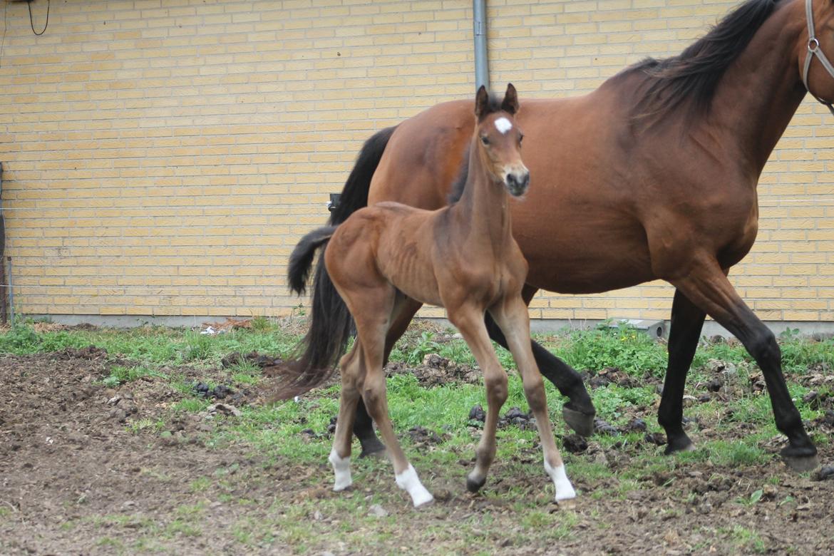 Dansk Varmblod Grangårdens Limbo Zweet - Limbo Zweet 6 dage gammel. billede 2