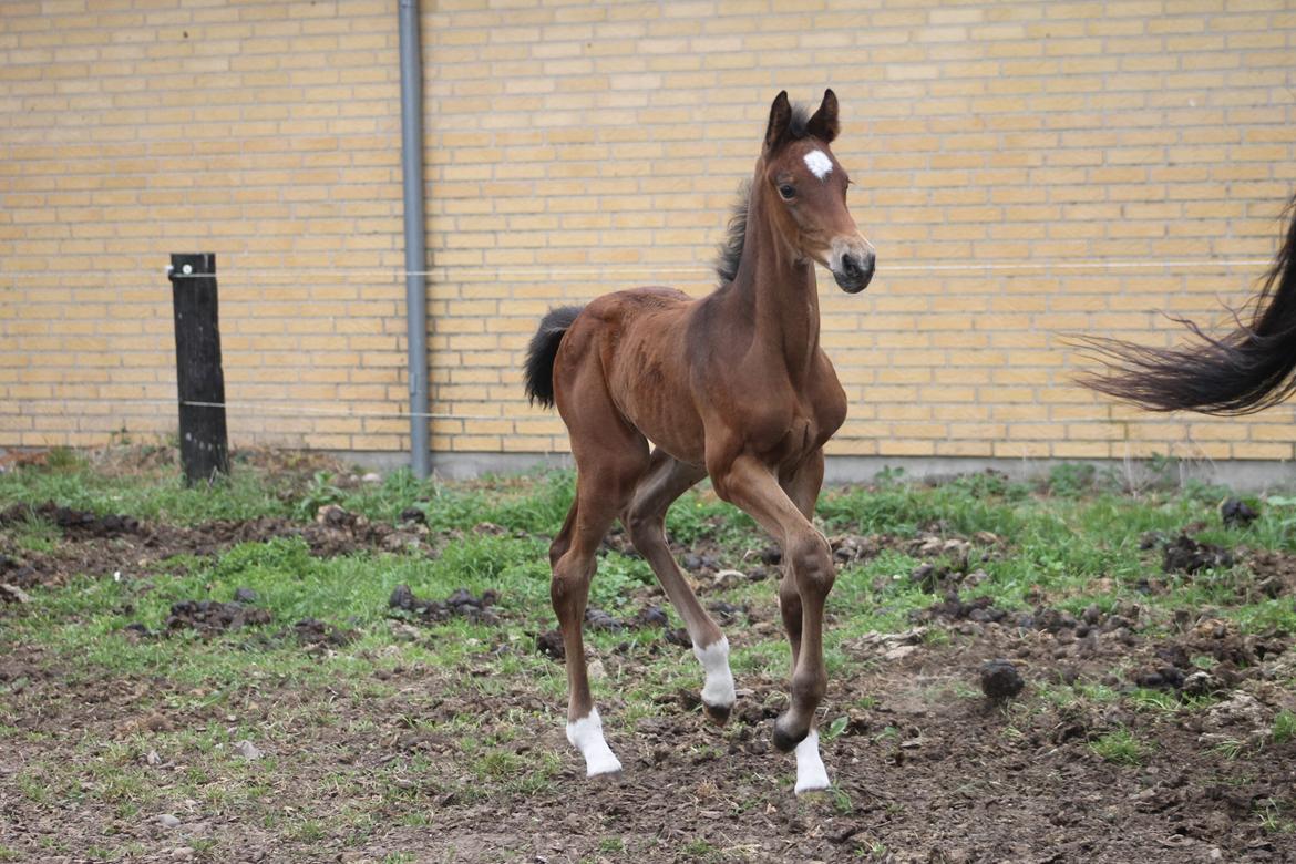 Dansk Varmblod Grangårdens Limbo Zweet billede 3