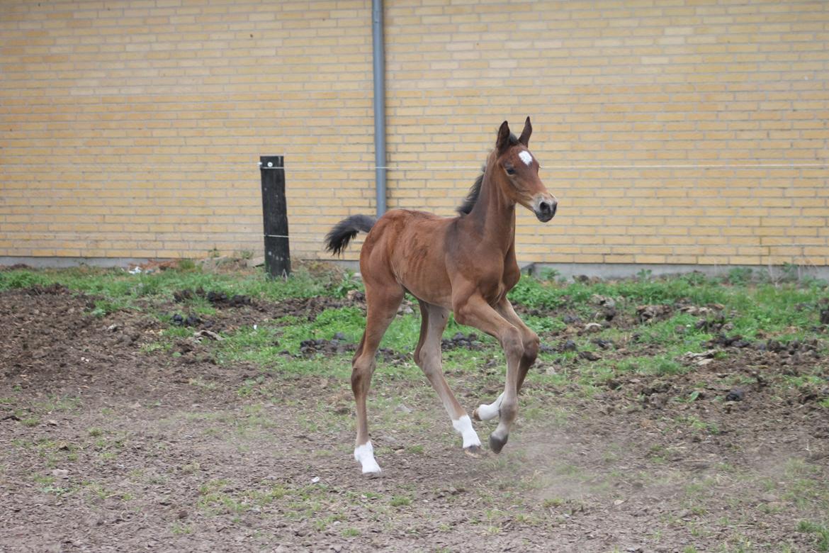 Dansk Varmblod Grangårdens Limbo Zweet billede 13
