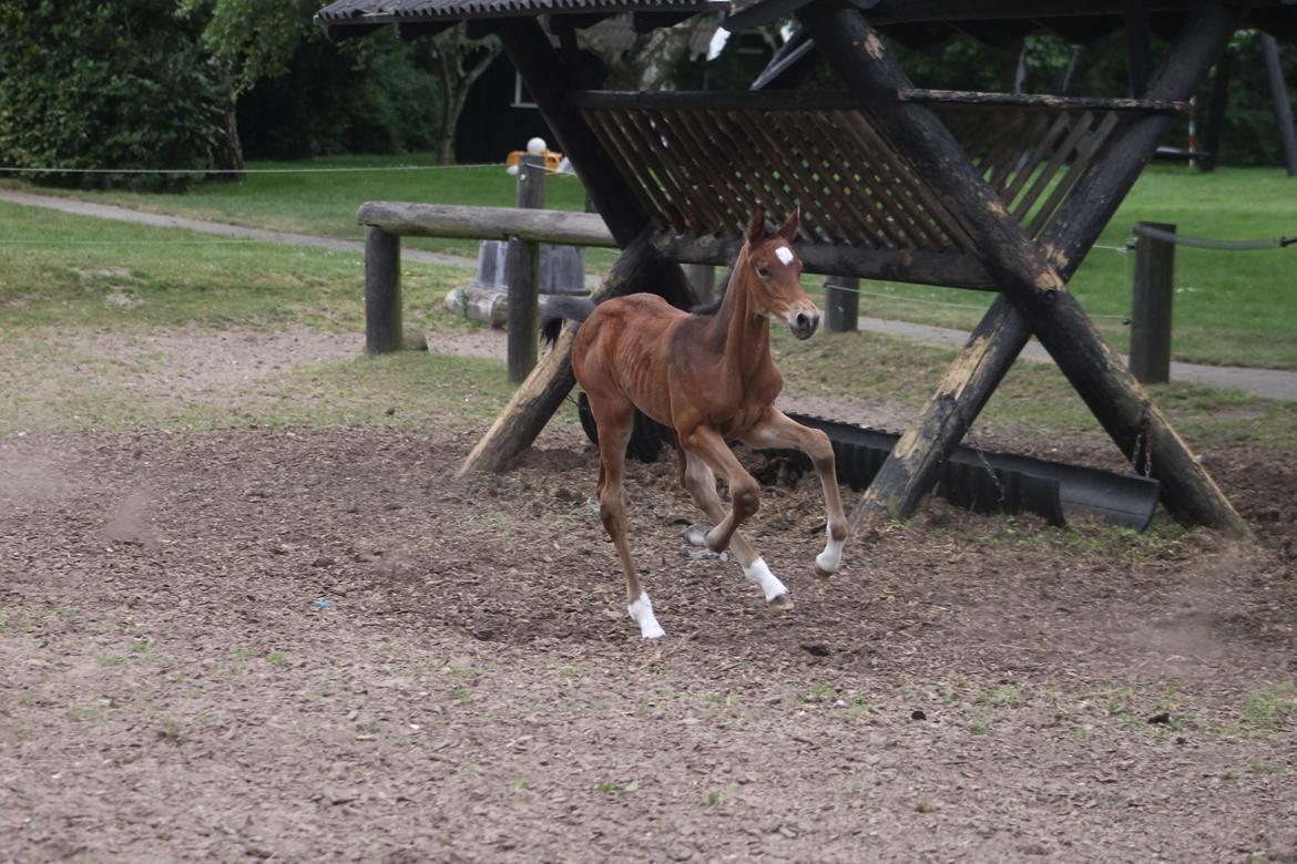 Dansk Varmblod Grangårdens Limbo Zweet billede 7