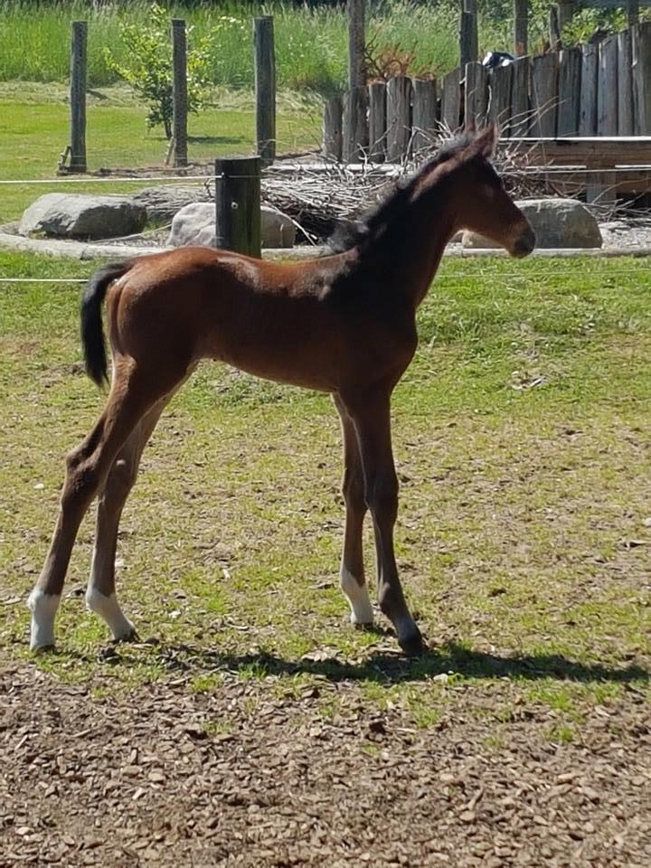 Dansk Varmblod Grangårdens Limbo Zweet - Limbo Zweet 1 døgn gammel. billede 4