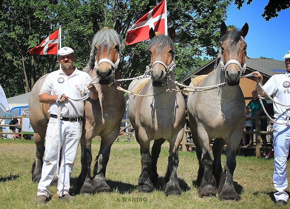 Belgier Beatrice af Skelmosegaard - Foto: Alan Waring billede 16