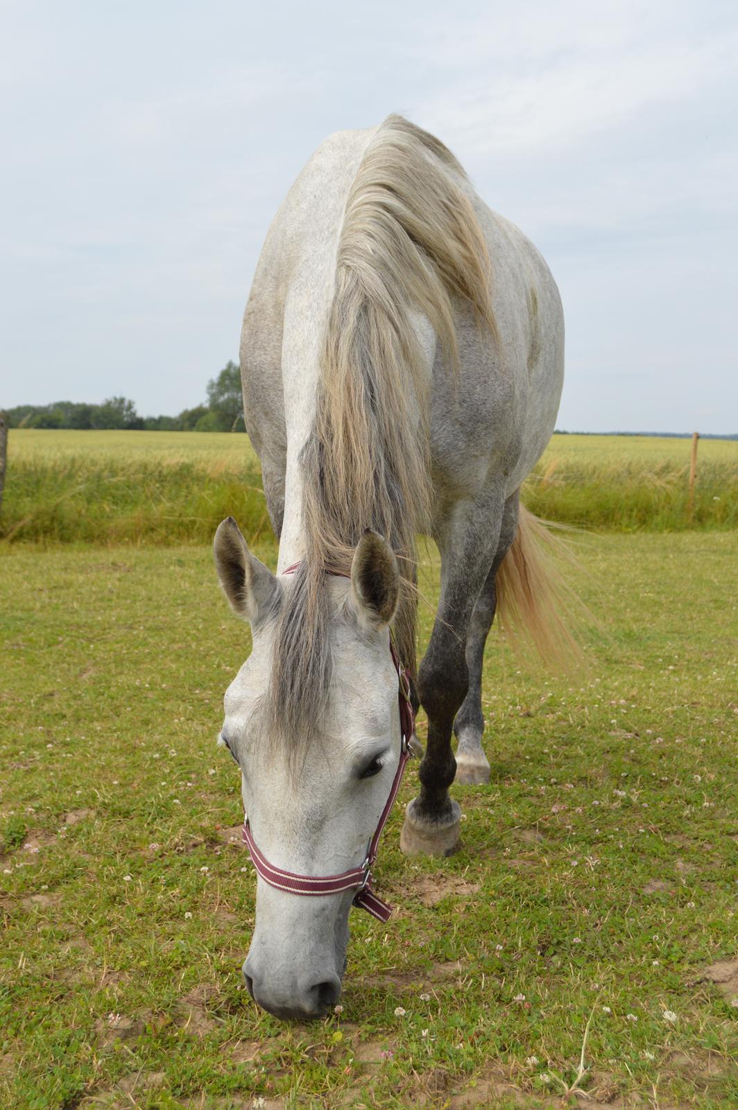 Lipizzaner Fantasia - 290 billede 16