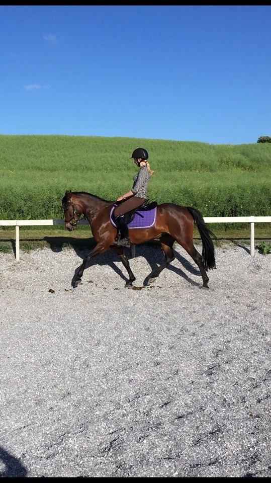 New Forest Bommers elmira billede 3