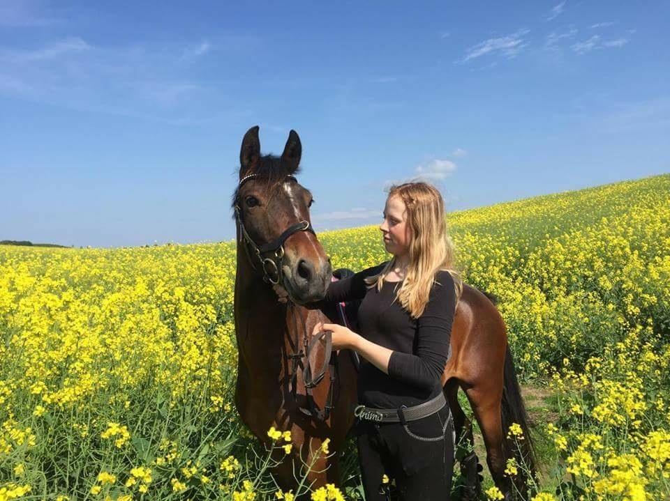 New Forest Bommers elmira billede 4