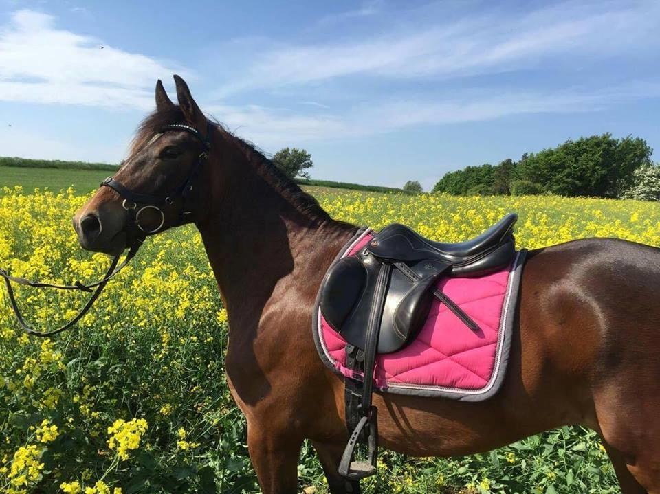 New Forest Bommers elmira billede 2