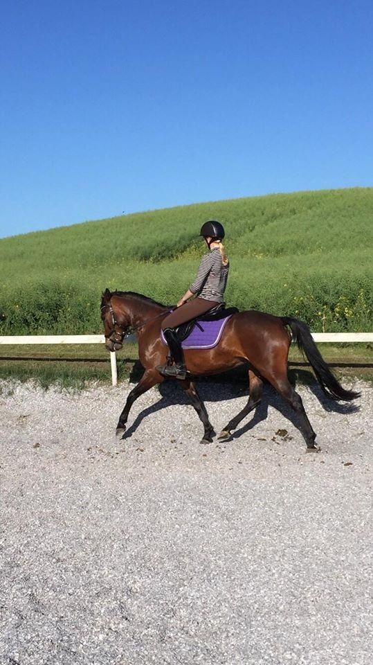 New Forest Bommers elmira billede 6