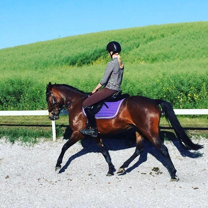 New Forest Bommers elmira billede 1