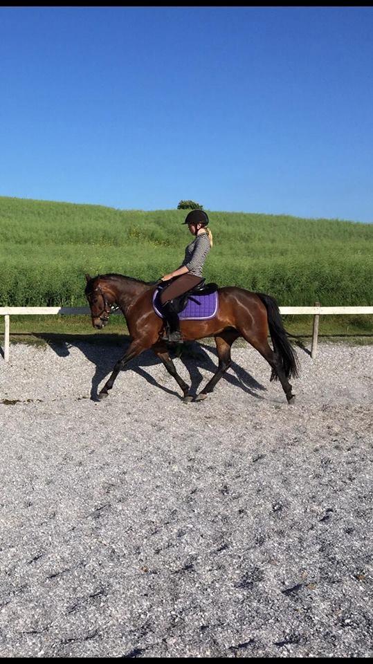 New Forest Bommers elmira billede 7