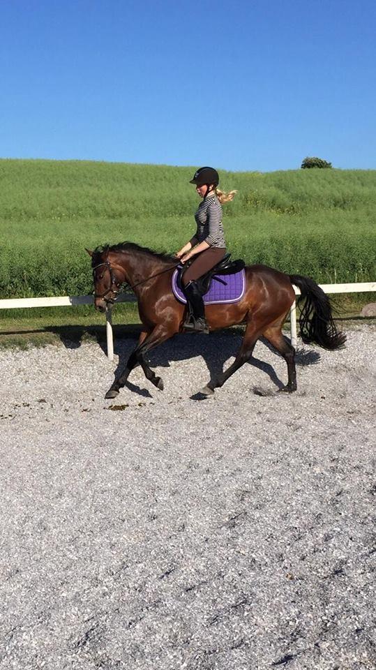 New Forest Bommers elmira billede 8