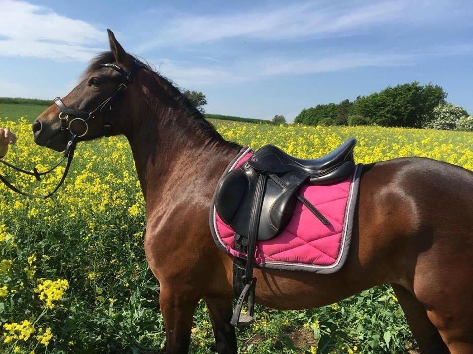 New Forest Bommers elmira billede 5