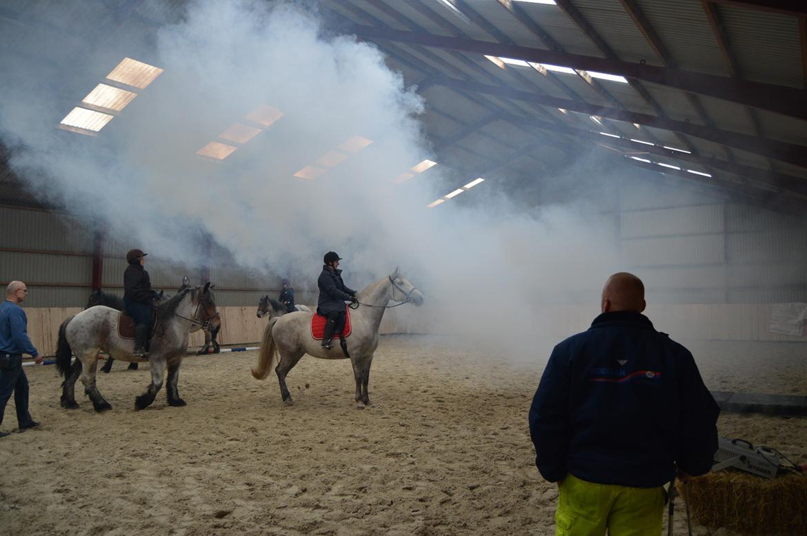 Lipizzaner Fantasia - 290 - Miljø træning med Ejner Møller Andersen billede 17