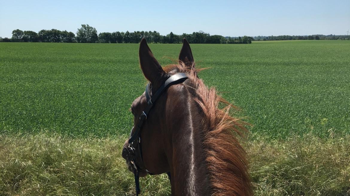 Dansk Varmblod Apollo Hit billede 17