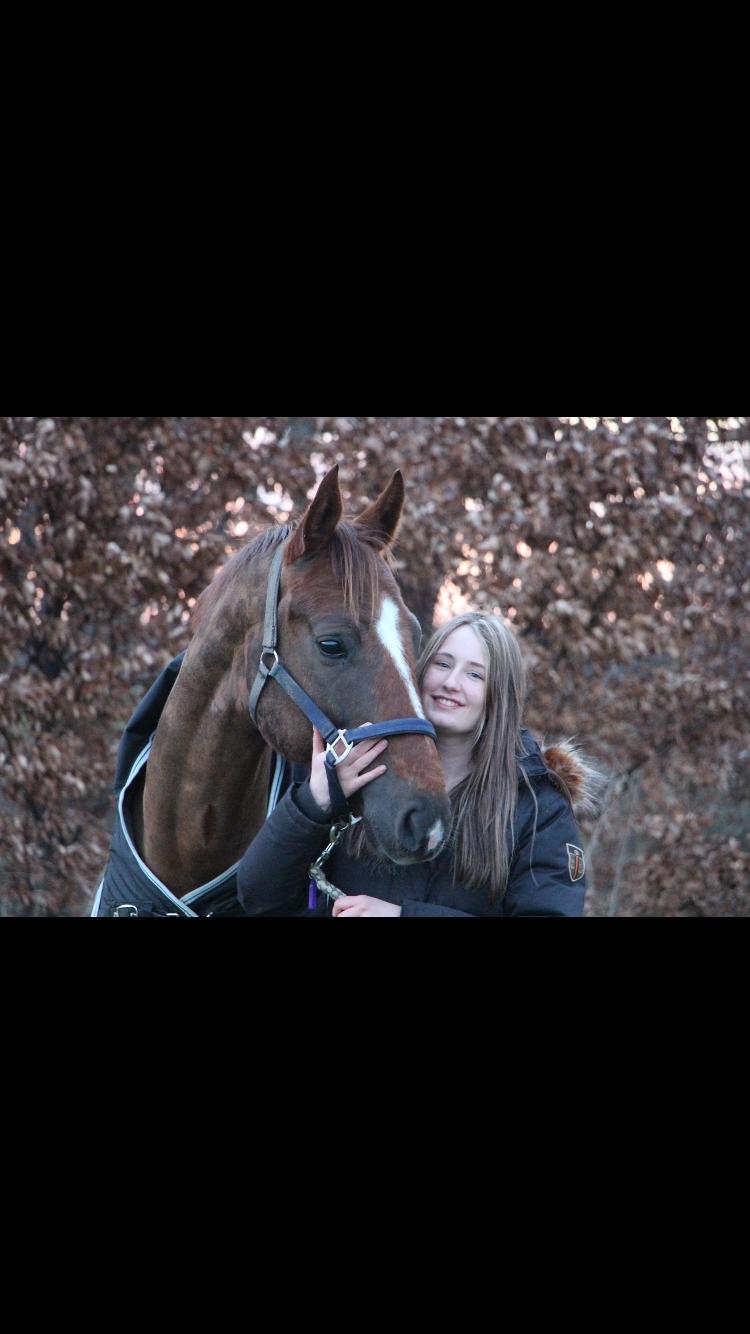 Dansk Varmblod Apollo Hit billede 8