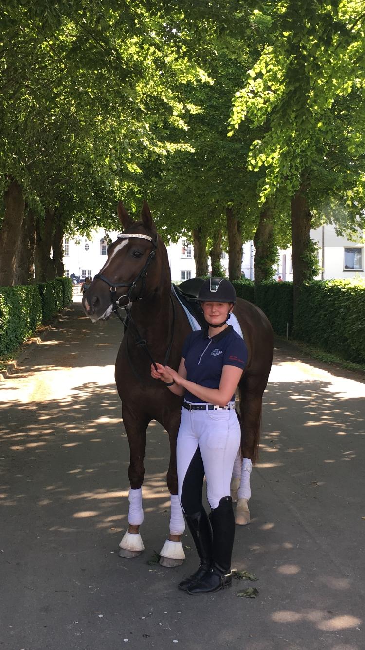 Dansk Varmblod Apollo Hit billede 5