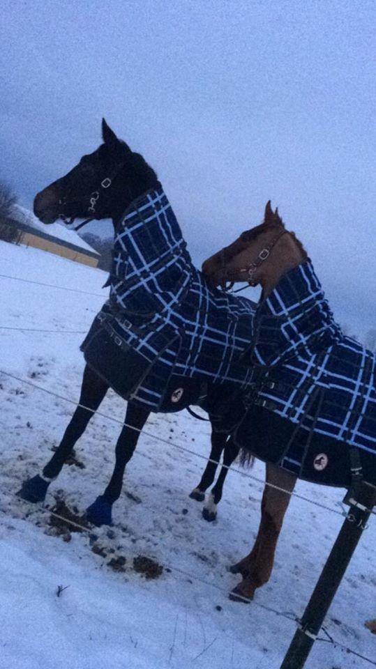 Dansk Varmblod Apollo Hit - Mine dejlige heste (Apollo og Felippa) billede 19