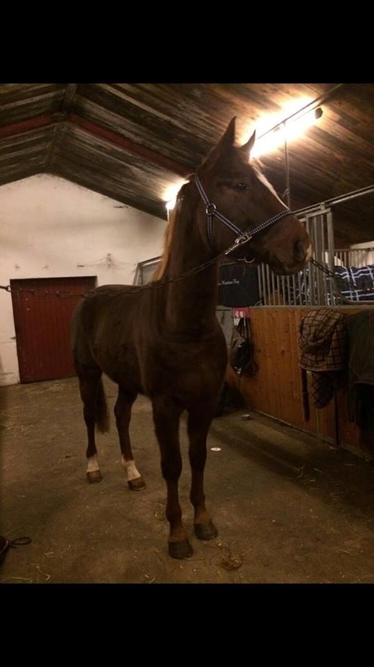 Dansk Varmblod Apollo Hit - Første dag med Apollo billede 20