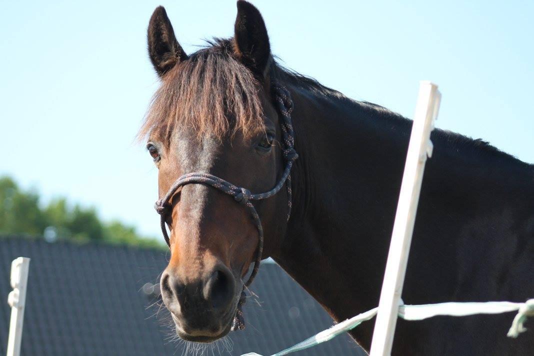 Anden særlig race Jumper  billede 8