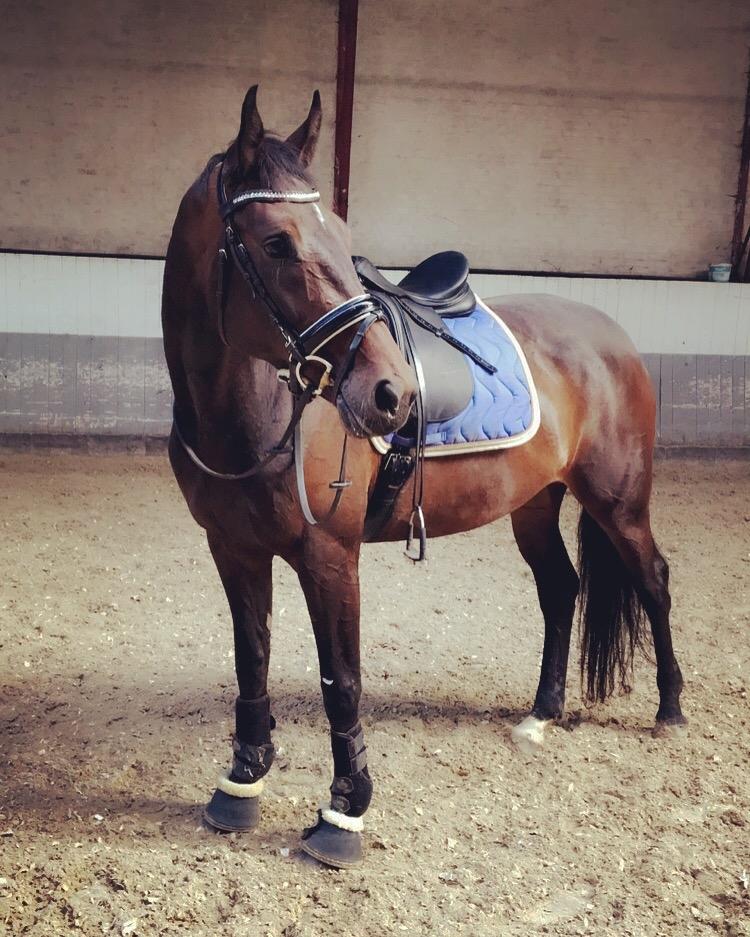 Dansk Varmblod Elversøes Chanel billede 2