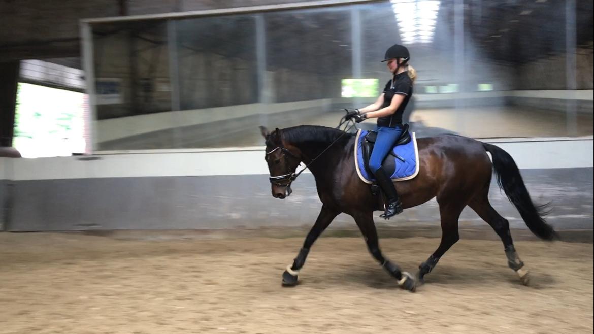 Dansk Varmblod Elversøes Chanel billede 4