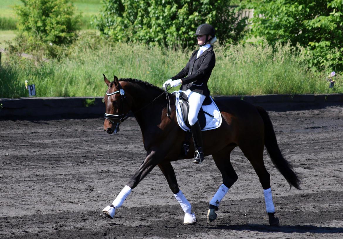 Dansk Varmblod Elversøes Chanel - LA1 C-stævne 4 juni '16 billede 5