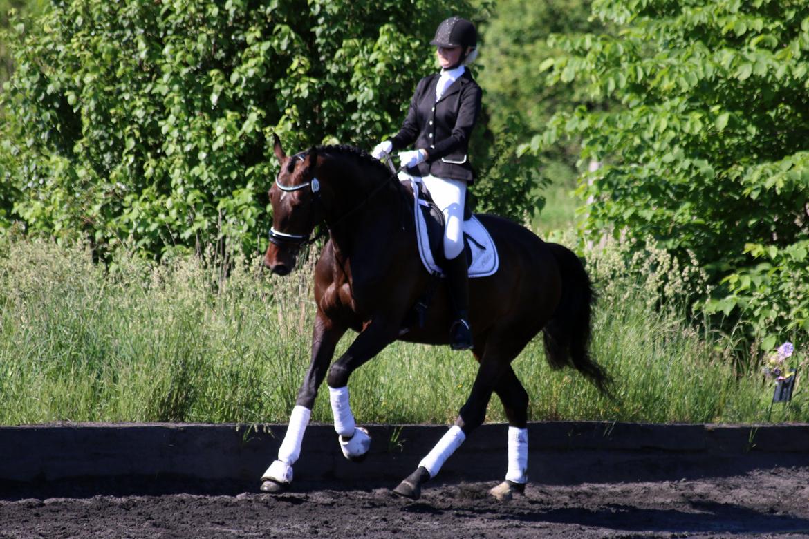 Dansk Varmblod Elversøes Chanel - LA1 C-stævne 4 juni '16 billede 6