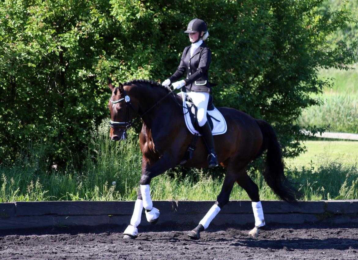 Dansk Varmblod Elversøes Chanel - LA1 C-stævne 4 juni '16 billede 7