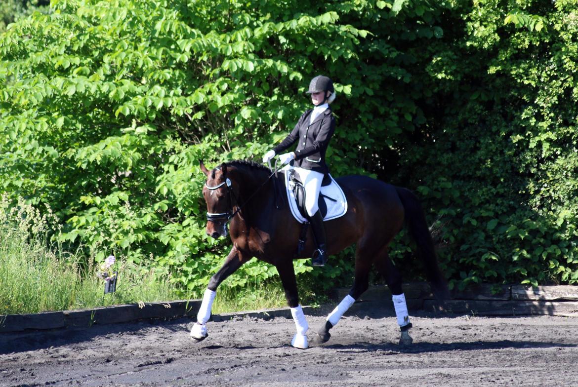 Dansk Varmblod Elversøes Chanel - LA1 C-stævne 4 juni '16 billede 8