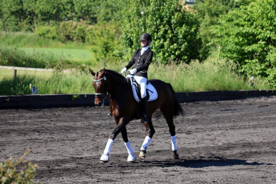 Dansk Varmblod Elversøes Chanel - LA1 C-stævne 4 juni '16 billede 9