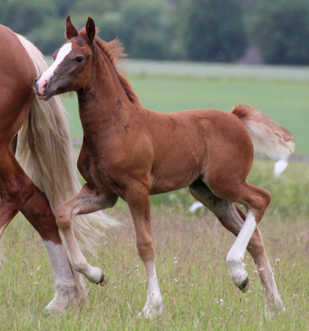 Welsh Cob (sec D) Royal Gogo  - taget d. 8 maj - 16.  billede 23