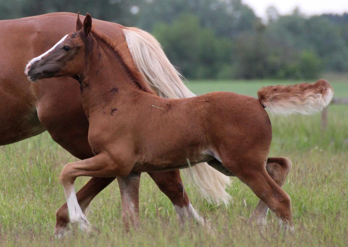 Welsh Cob (sec D) Royal Gogo  - taget d. 8 maj - 16.  billede 22
