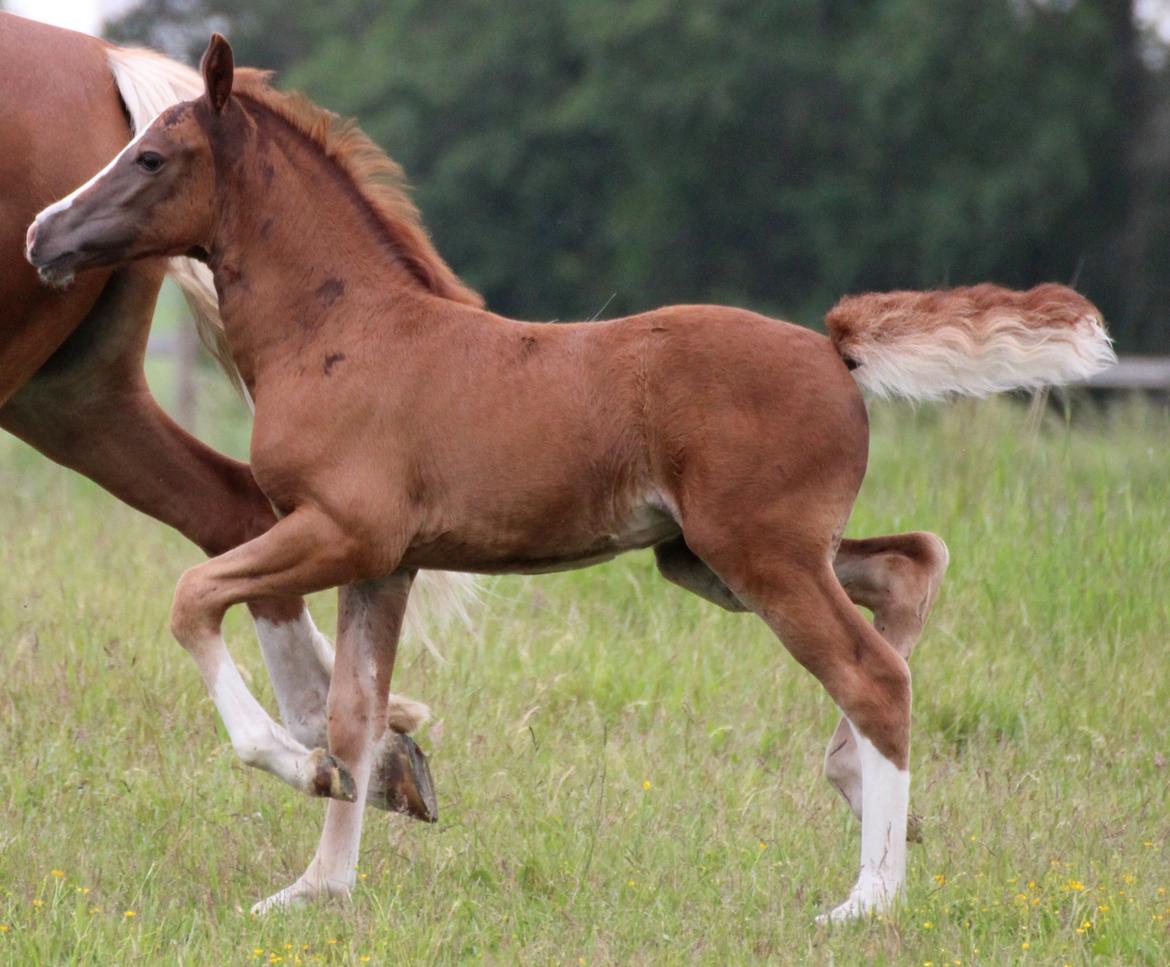 Welsh Cob (sec D) Royal Gogo  - taget d. 8 maj - 16.  billede 21