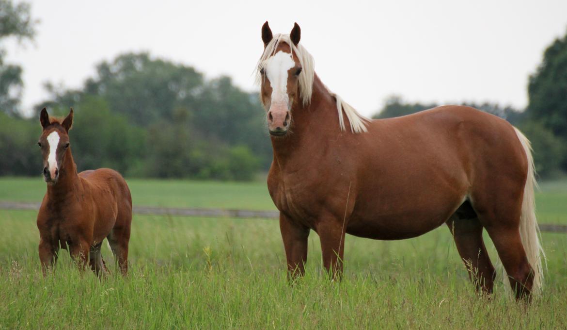 Welsh Cob (sec D) Royal Gogo  - taget d. 8 maj - 16.  billede 24