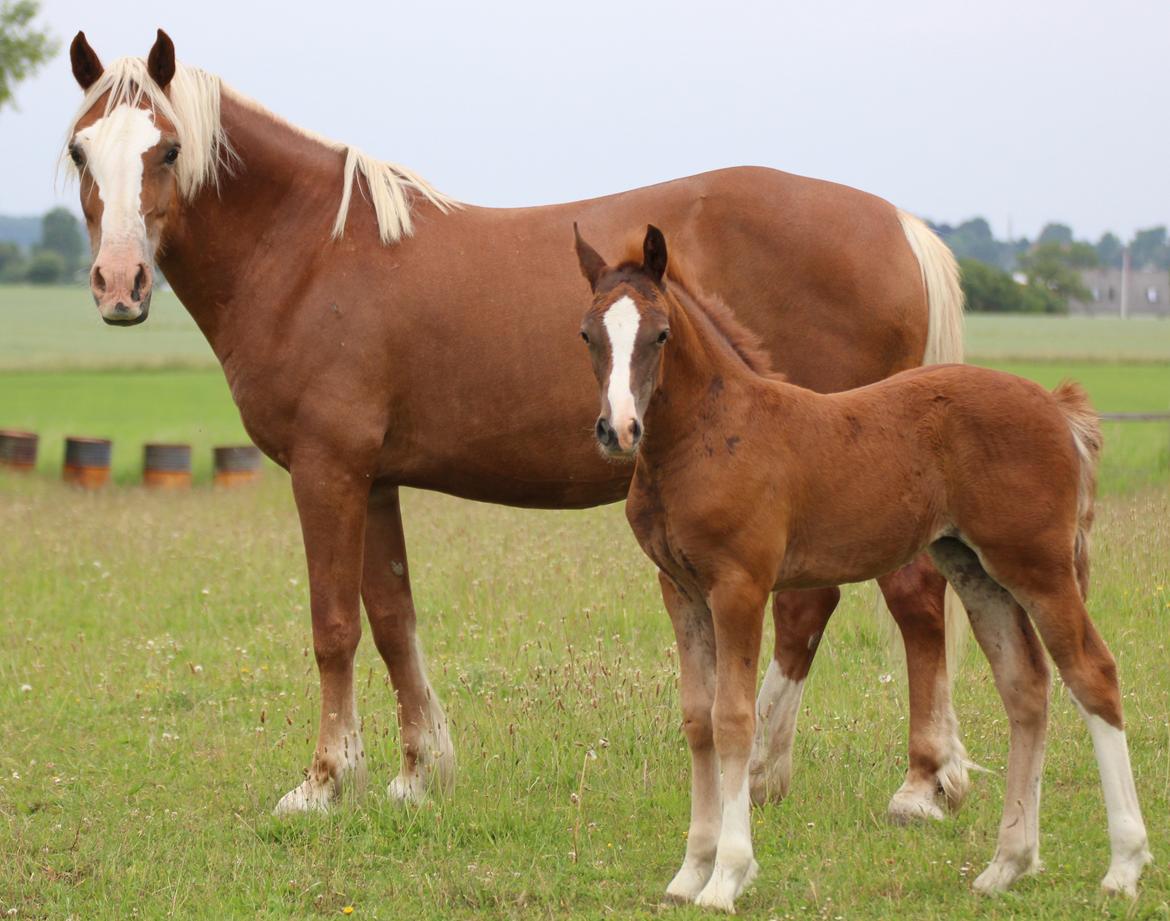Welsh Cob (sec D) Royal Gogo  - taget d. 8 maj - 16.  billede 25