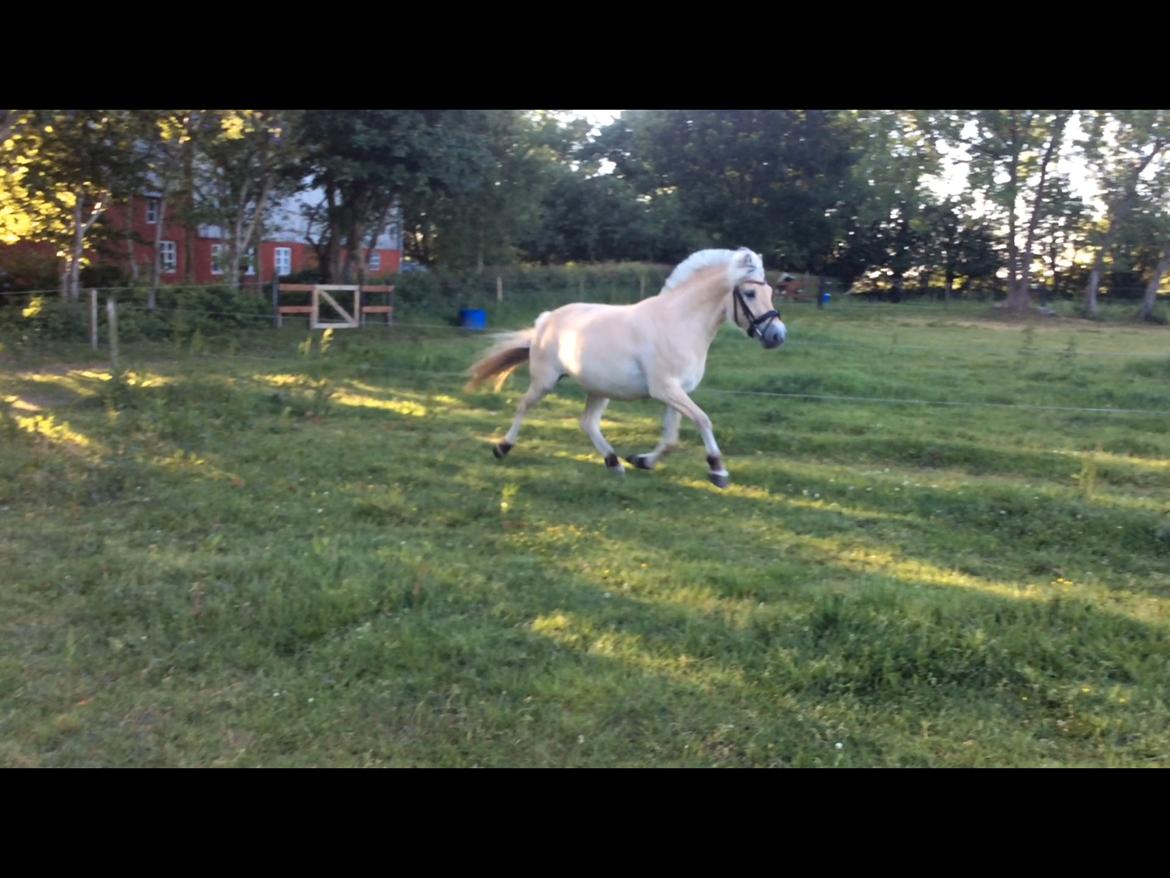 Fjordhest Bjergvangs Flicka Eywa billede 15