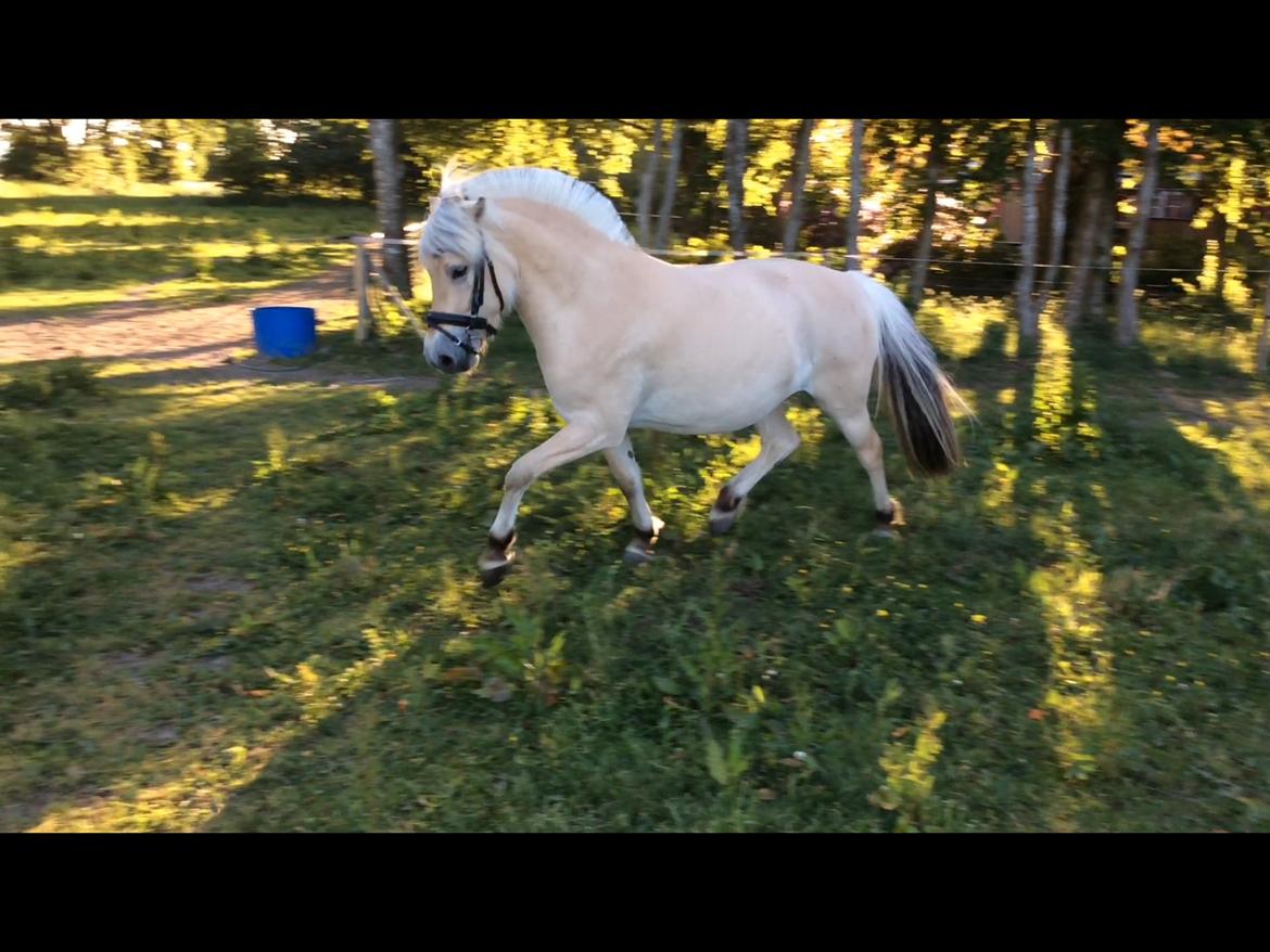 Fjordhest Bjergvangs Flicka Eywa billede 17
