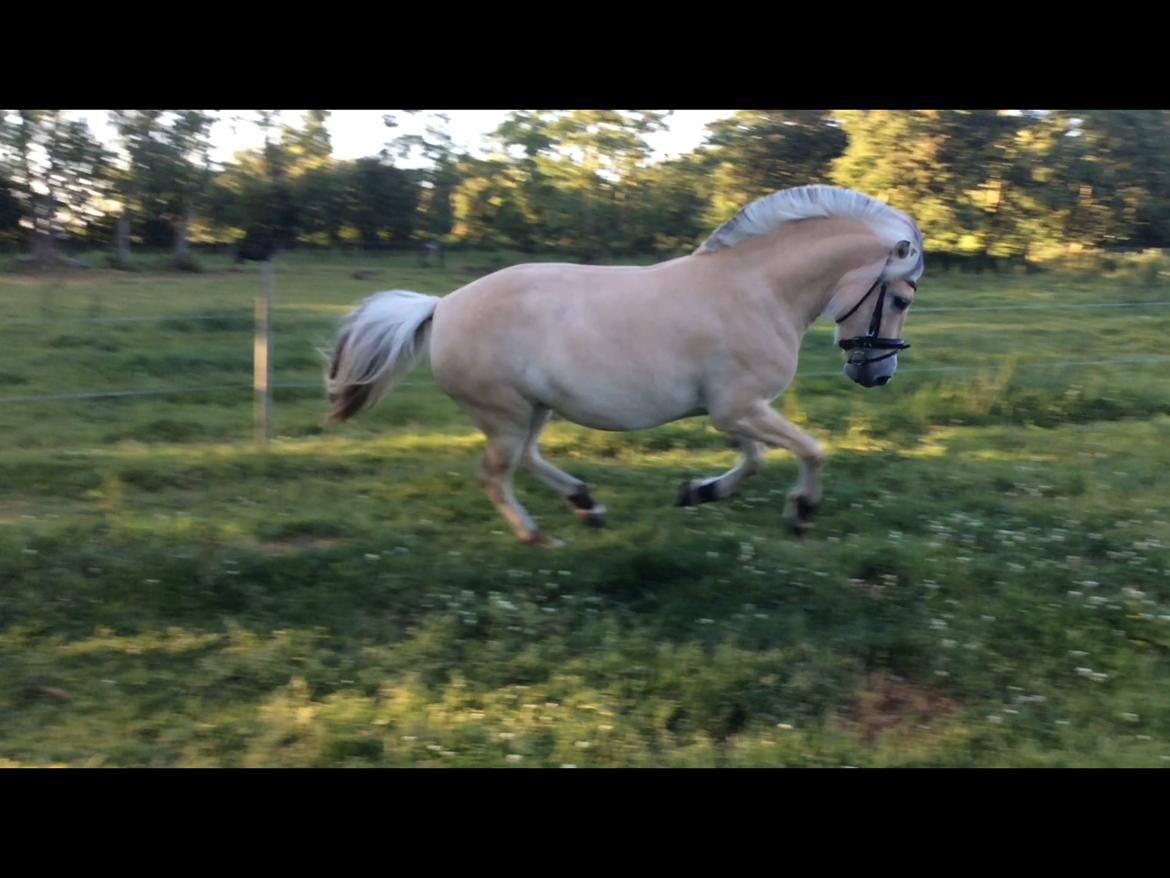 Fjordhest Bjergvangs Flicka Eywa billede 16