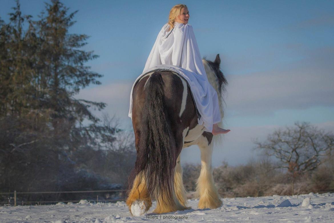 Drumhorse Prince Chato Come on Cool -  Registeret i GCDHA billede 16