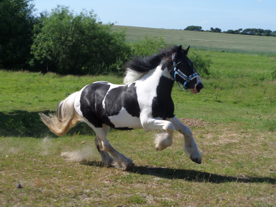 Irish Cob <3 Kaipo <3  - 9 juni 2016 billede 1