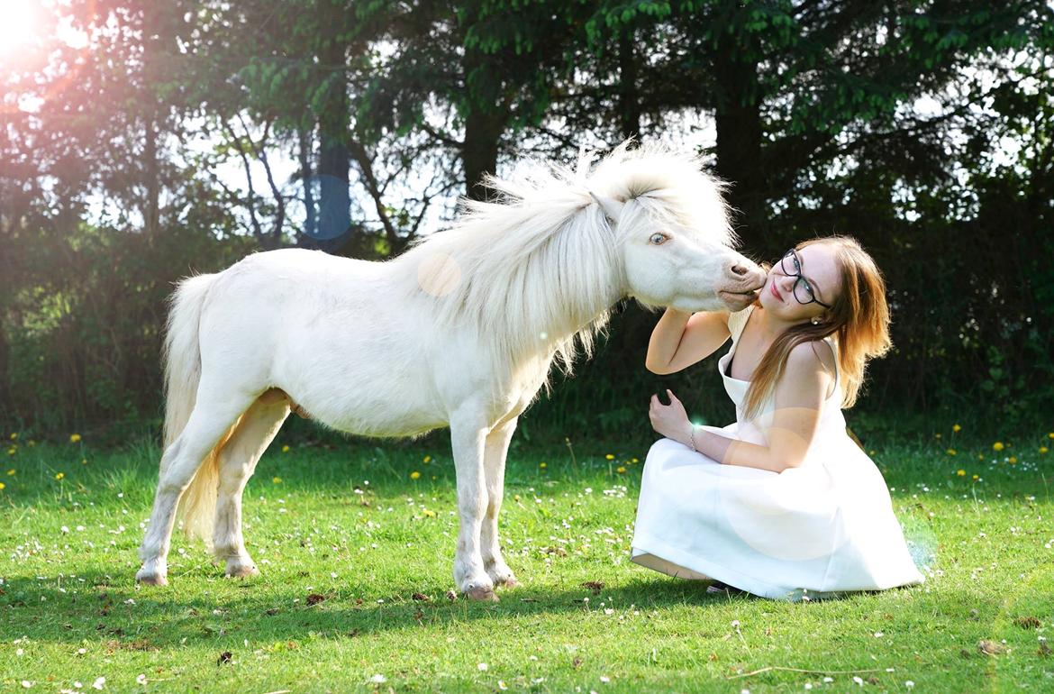 Amerikansk Miniature Marielund's Incredible  - Maj 2016 | Åh lille bassemand ♥♥ billede 1